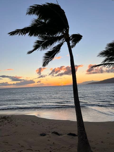 Single palm tree silhouette on a Maui beach at sunset with golden sky